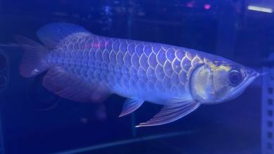 Arowana malaysia
