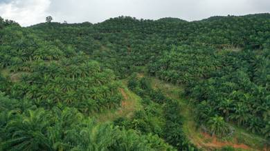 Keningau Ansip (Small Hill) palm oil Land . 640acs ((( FOR SALE )))