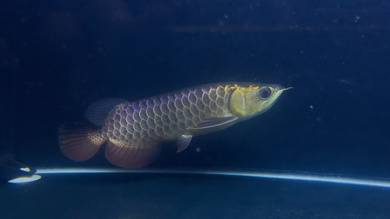 Power Blue base arowana