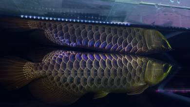 Power Blue arowana