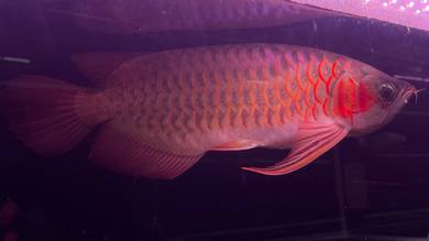 Super red arowana