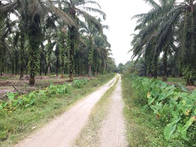 Freehold Agriculture Land For Sale At Langkap,Teluk Intan,Perak