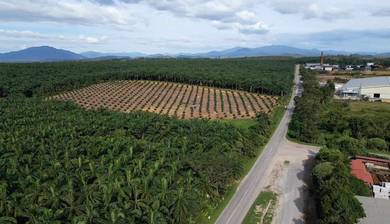 Agricultural-Land-for-sale-Sungai-Petani-Kedah