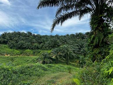 Agricultural-Land-for-sale-Kota-Kinabalu-Sabah