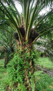 30 Ekar Tanah Pokok Sawit Bukit Serampang Muar Johor