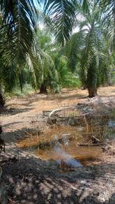 Agricultural-Land-for-sale-Bagan-Datoh-Perak-1