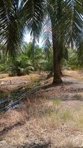 Agricultural-Land-for-sale-Bagan-Datoh-Perak-2