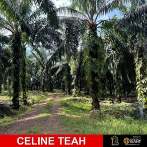 Prime Palm oil land for sale | Lahad datu | sandakan | Sukau