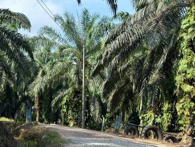 Prime Palm oil land for sale | Lahad datu | sandakan | Sukau