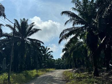 Prime Palm oil land for sale | Lahad datu | sandakan | Sukau
