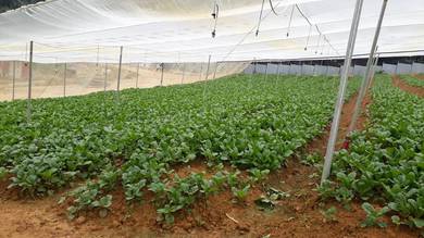 Agricultural-Land-for-rent-Kuantan-Pahang-3