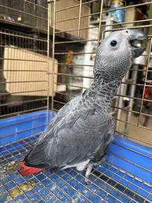 Burung Congo African Grey Bird Jinak