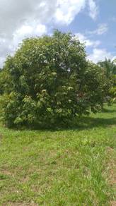 Kebun Durian 3.2 ekar MCL tepi jalan utama area Jasin