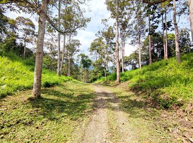 Tanah Pertanian 6 Ekar Janda Baik Bentong Pahang
