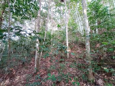 Tanah kebun getah MURAHHH untuk DIJUAL di Pendang, Kedah!!!
