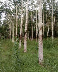 Tanah kebun getah MURAHH dekat perkampungan utk DIJUAL di Pendang!!!