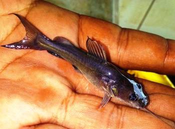 Anak Ikan Baung, 白须公, River Catfish