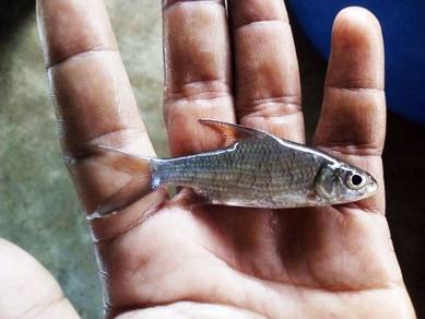 Tengalan Fingerlings, 丁加兰, Anak Ikan Tengalan
