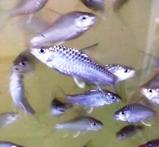 Anak Ikan Kelah Merah, 红吉罗, Red Mahseer fry