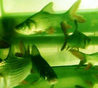 Giant Siamese Carp, 泰国巨鲤, Giant Barb, 大头飞凤