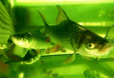 Giant Siamese Carp, 泰国巨鲤, Giant Barb, 大头飞凤