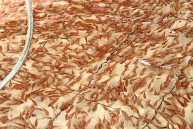 Anak Talapia Merah, 红非洲, Red Tilapia, 红非洲鱼