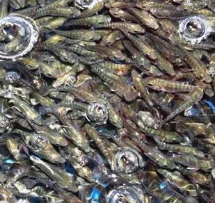 黑非洲鱼, Black Tilapia Fingerlings, Talapia Hitam