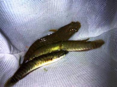 Anak Ikan Haruan, 生鱼, Snakehead Fingerlings