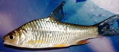 吉赖鱼, Ikan Kelai, Anak Ikan Kerai Kunyit,