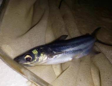 巨无齿, Anak Ikan Patin Mekong, Mekong Giant Catfish