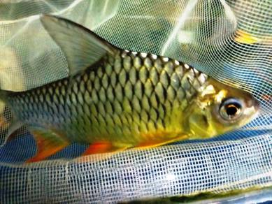 Thai Kelai, Kelai King, Anak Ikan Kerai Thai, 吉利鱼王