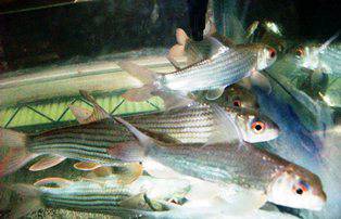 国宝鲤, Ikan Temoleh, 独目鲤, Ikan Temoleh