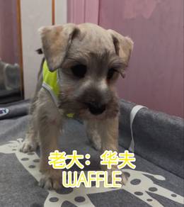 老大：华夫 Waffle