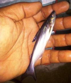 泰果巴丁, Anak Patin Buah Thailand, Patin Buah Thai