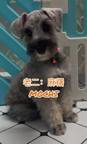 Miniature Schnauzer Male Mochi