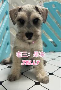 Miniature Schnauzer Male Jelly