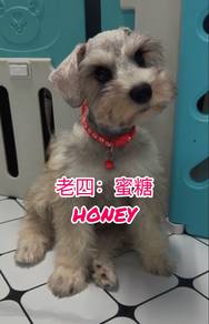 Miniature Schnauzer Male Honey