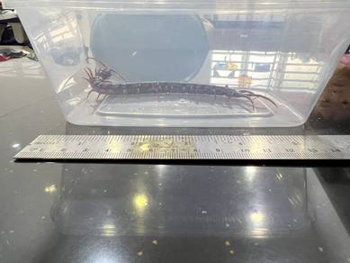 Giant centipede