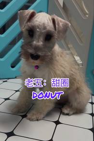老五：甜圈 Donut