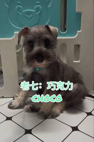 老七：巧克力 Choco