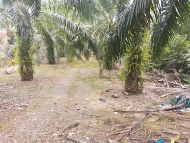 1 Ekar Tanah Pokok Sawit Kg Sermin Mukim Jabi Segamat Johor