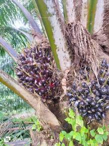 Agricultural-Land-for-sale-Sungai-Siput-Perak