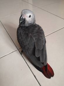 Burung baby congo african grey parrot bird
