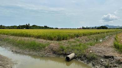 Agricultural-Land-for-sale-Balik-Pulau-Penang