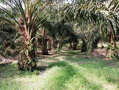 Agricultural-Land-for-sale-Kuala-Pilah-Negeri-Sembilan
