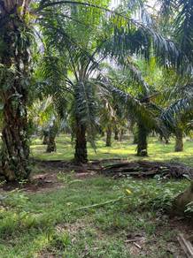 Agricultural-Land-for-sale-Dungun-Terengganu