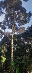Agricultural-Land-for-sale-Sik-Kedah