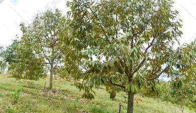 Balik Pulau 2.3 Arce 100451sf Durian Land Agricultural near Mainroad