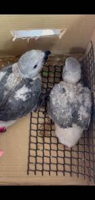 Burung baby congo african grey parrot bird