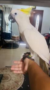 Burung Sulfur Cockatoo Bird (Jinak (Brg Kakak Tua)